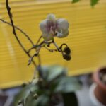 開花(*^^*)~福山市のダイエットエステGetLady~