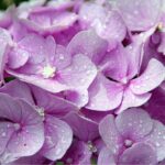 梅雨入り(´ー｀)