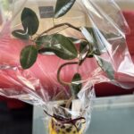 永遠の幸せ(*^^*)